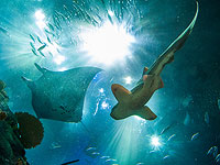 Акул и скатов вносят  в список охраняемой фауны CITES  
