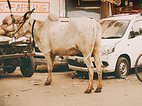 СМИ: ИГ задействует в Ираке