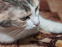 Израильтяне спасли уличного котенка из Газы, сбитого машиной