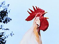 Французский суд разрешил петуху кукарекать
