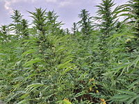 Возле кибуца Хульда обнаружены 