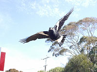 Австралиец погиб, испугавшись нападения вороны-свистуна