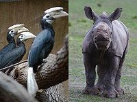 Новорожденные носороги: птицы Польши и гиганты Австралии. Фоторепортаж