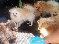 В Верхней Галилее спасены шесть собак породы померанский шпиц