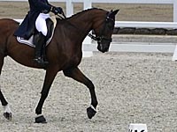 Конный спорт. Умер известный советский спортсмен, двукратный олимпийский чемпион