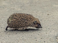 Шотландский летчик 