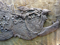 Древние обитатели океана. Фотогалерея