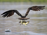 Международный фестиваль фотографов-натуралистов возвращается в Араву