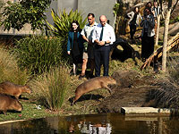 Новоселы Таронга: австралийские капибары встретились с министром. Фоторепортаж