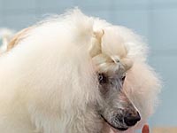 Чемпионат Европы по волейболу. Поляки нашли причину сенсационного поражения россиян. Это белый пудель