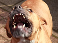 Питбуль Зевс погиб во Флориде, защищая детей от кораллового аспида