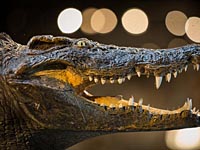 В результате ДТП в Подмосковье погиб крокодил