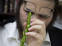 Израильтяне готовятся к празднику Суккот. Фоторепортаж