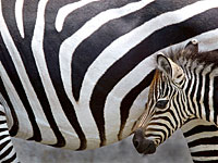 Коровы, выкрашенные под зебру, сэкономят фермерам США 2,2 млрд долларов