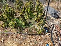 Задержаны четверо арабов, хранивших в доме наркотики и боеприпасы