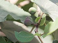 В саду у здания Кнессета посажено дерево исчезающего вида