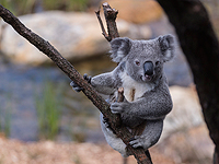 Ночь в окружении потору и коал. Фоторепортаж из Сиднея