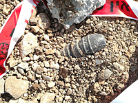 В Верхней Галилее найден тайник 