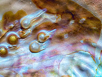 Древнейшая в истории: в Абу Даби обнаружена жемчужина, которой 8.000 лет