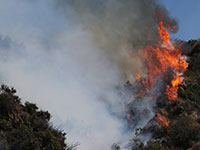 Пожары на тихоокеанском побережье: Лос-Анджелес в огне. Фоторепортаж