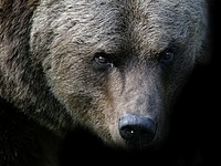 Медведь напал на дрессировщика во время циркового выступления в Карелии. ВИДЕО