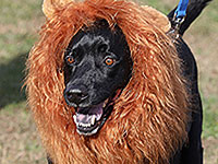 От Спайдермена до Дюймовочки: собачий маскарад в Нью-Йорке. Фоторепортаж