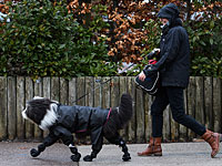 Исследование: собаки продлевают жизнь пациентам после инфаркта и инсульта