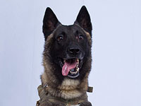 Президент США рассекретил фото овчарки, участвовавшей в ликвидации аль-Багдади