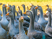 В Нью-Йорке запретят продажу фуа-гра