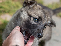 Сирийский журналист приютил щенка, найденного в доме убитого главаря ИГ