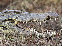 Юная африканка выдавила глаза аллигатору и так  спасла подругу