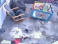 Видео недели: кот спас малыша от падения с лестницы