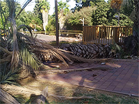 В кибуце Бахан пальма рухнула на девочек 8 и 9 лет