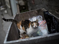 Теща полицейского из Кливленда выбросила  в мусорный бак сверхсекретные документы