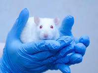 Израильским ученым удалось запустить механизм самоуничтожения раковых клеток