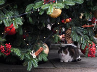 Новогодняя елка привела к разводу супругов