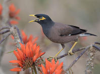 Орнитологи: завезенные птицы вытесняют 