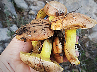 Грибной сезон в Израиле. Присылайте ваши фотографии