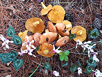 Грибной сезон в Израиле: декабрь 2019. Фотогалерея