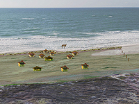 К югу от Хайфы обнаружена древнейшая в мире дамба