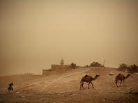 Министерство экологии опубликовало предупреждение о пыльной буре