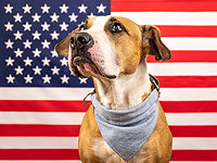 США прекратили поставку служебных собак Египту и Иордании, потребовав обеспечить им приемлемые условия