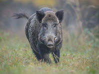 Мэрия Хайфы представила программу по борьбе с дикими кабанами