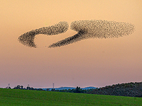 Танцы скорцов над Негевом: зимние узоры. Фоторепортаж