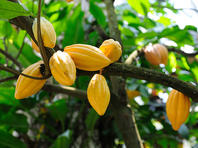 Гана и Кот д'Ивуар создают шоколадный картель