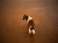 В Нагарии затоплен приют для брошенных животных