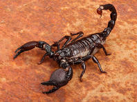 Китаец пытался вывезти в багаже 200 ядовитых скорпионов