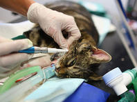 Жители Эйлата борются за жизнь кошки, которую едва не убил посетитель пиццерии