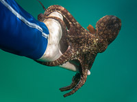 Три дайвера заплатят по 7.000 шекелей за издевательства над осьминогом в заповедной зоне