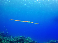 В Индонезии на подростка во время рыбалки напала рыба, проткнув ему шею